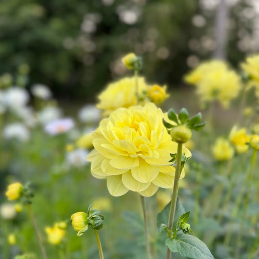 Dahlia Glory of Heemstede
