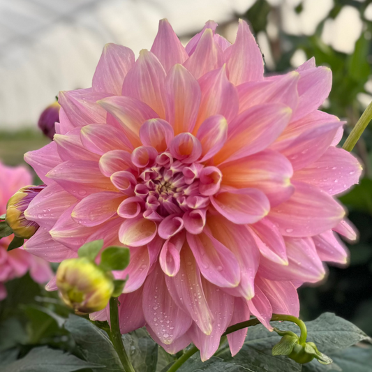 Dahlia kids Climax (Strawberry Ice) Nyhet!