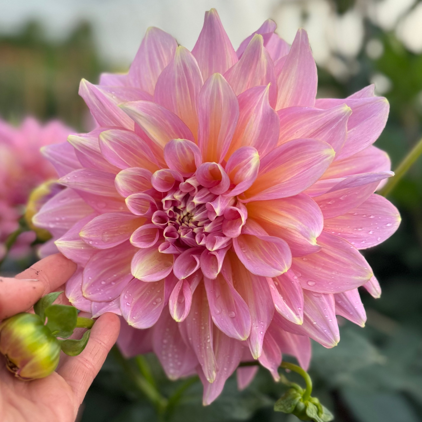 Dahlia kids Climax (Strawberry Ice) Nyhet!