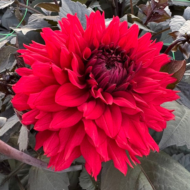 Dahlia Ruby Harts Nyhet!