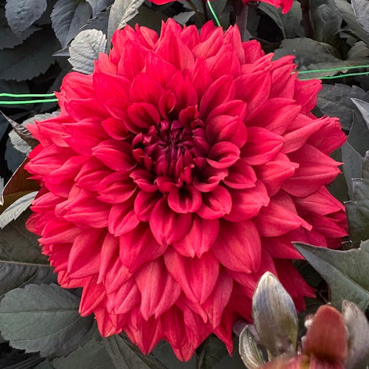 Dahlia Ruby Harts