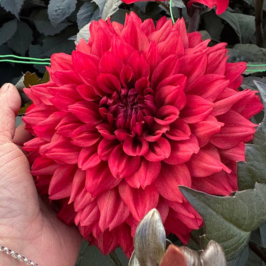 Dahlia Ruby Harts