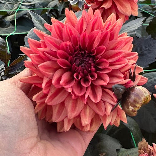 Dahlia Emmas Hug  LB-104