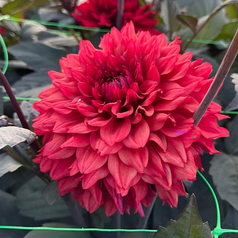 Dahlia Hugos favoriter 10st