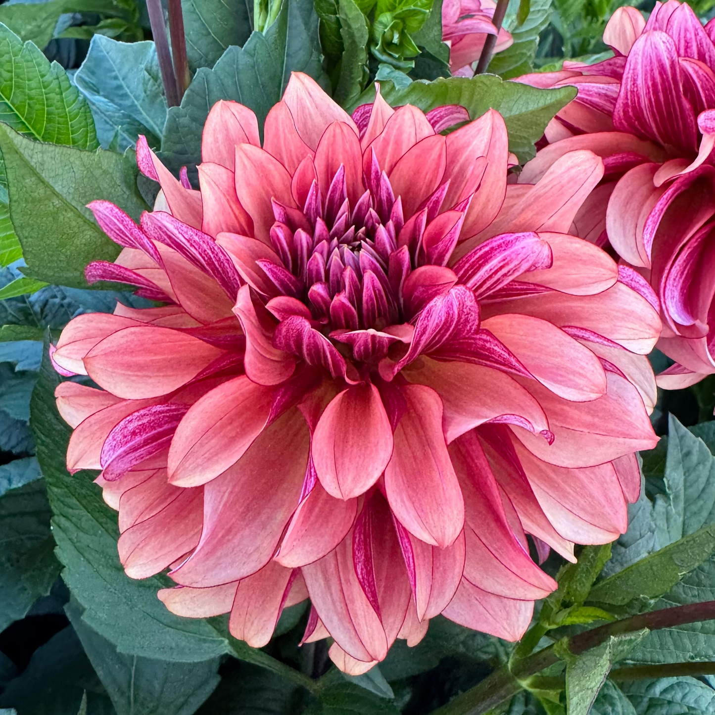 Dahlia Prince Charming Svenskodlad