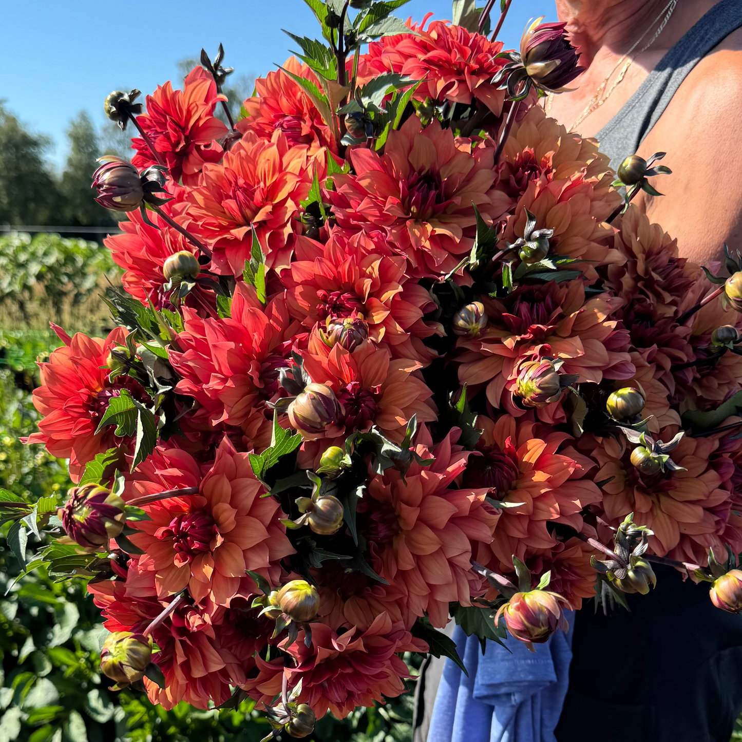 Dahlia Hug Me Svenskodlad