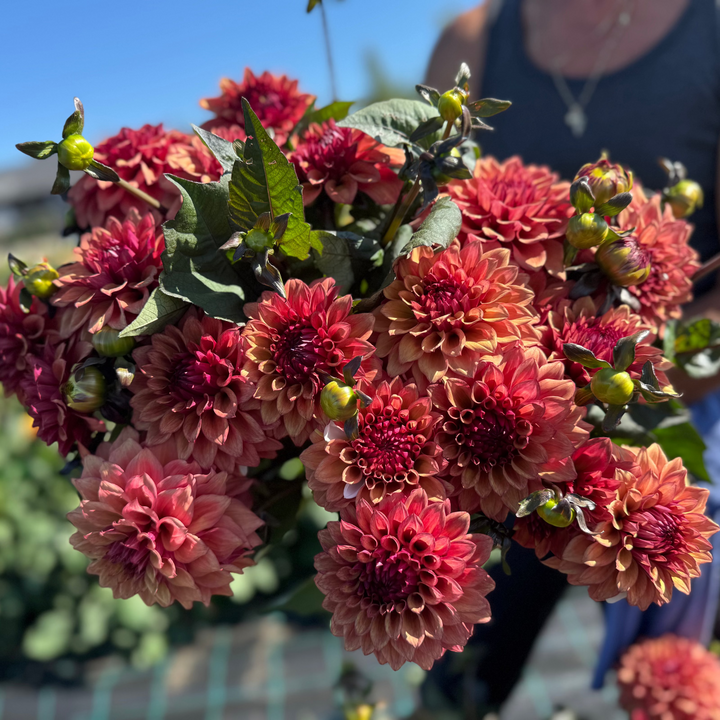 Dahlia Nora