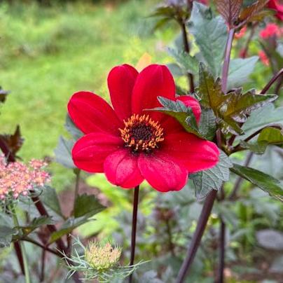 Dahlia Bishop of Auckland