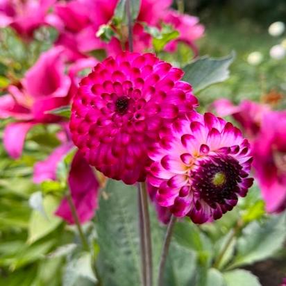 Dahlia Little Robert