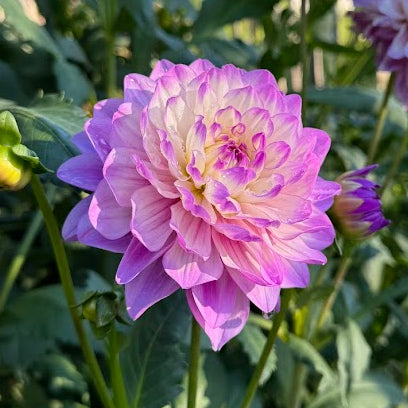 Dahlia Blue Wish