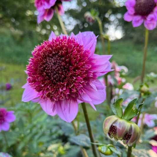 Dahlia Raspberry Puff Exclusive!