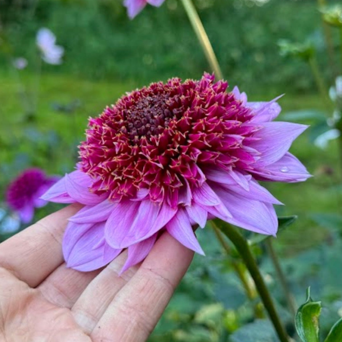 Dahlia Raspberry Puff Dahlia Raspberry Puff Exclusive! – Dahlias By Linn