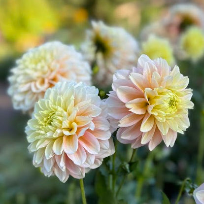 Dahlia Axplock av linnfavvisar 10st
