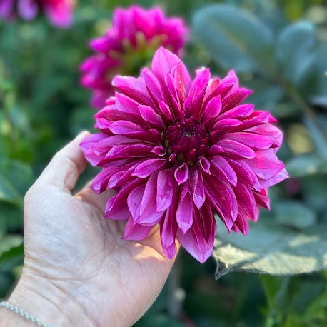Dahlia Tanita