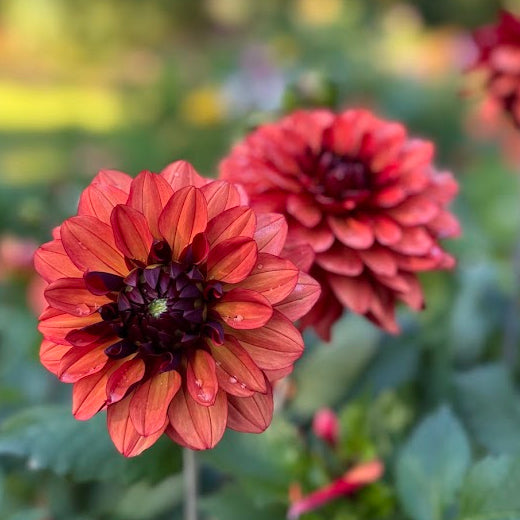 Dahlia Missis Miley
