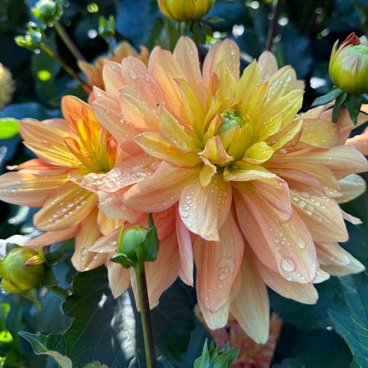 Dahlia Honey Pots  LB-140