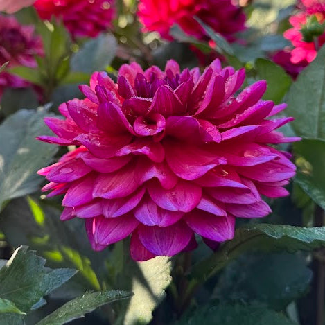 Dahlia Tickety-boo