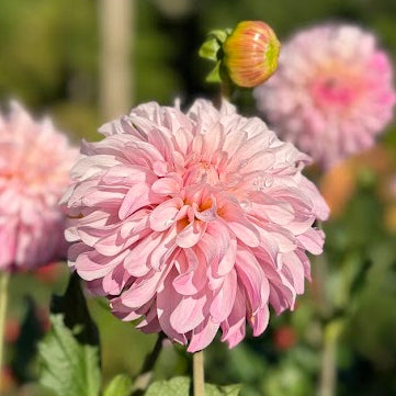 Dahlia Pydde Page LB-020