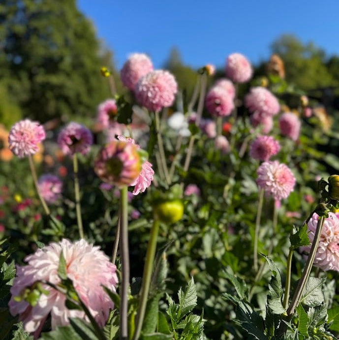 Dahlia Pydde Page LB-020