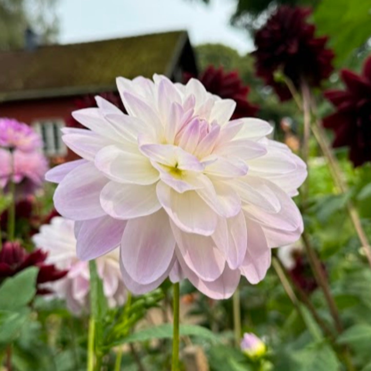 Dahlia Porcelain