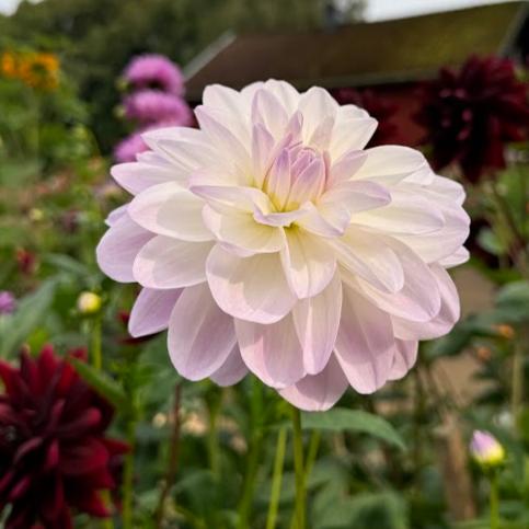 Dahlia Porcelain