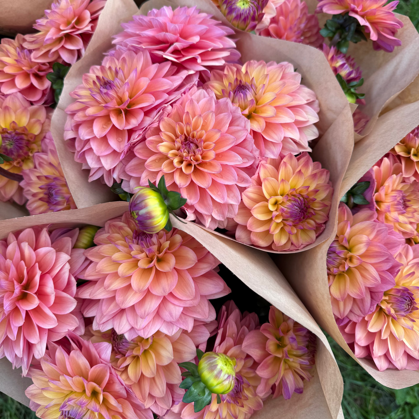 Dahlia Hello You! Svenskodlad