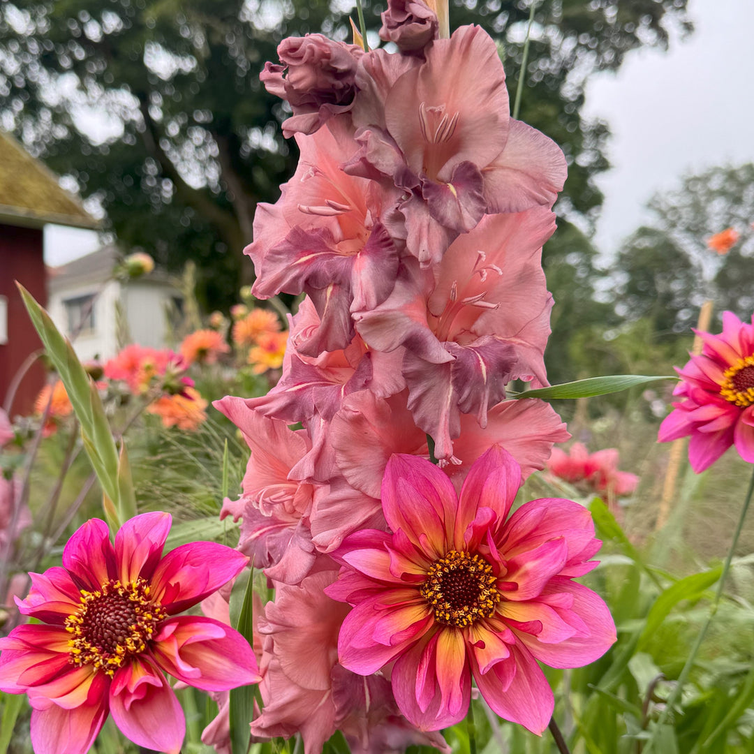 Dahlia 2 kvadrat Djup kärlek