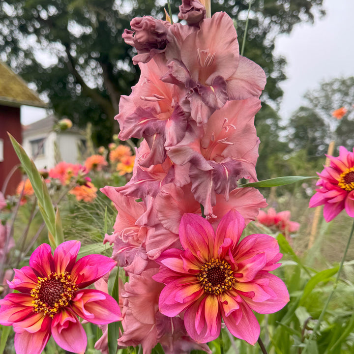Dahlia 2 kvadrat Djup kärlek