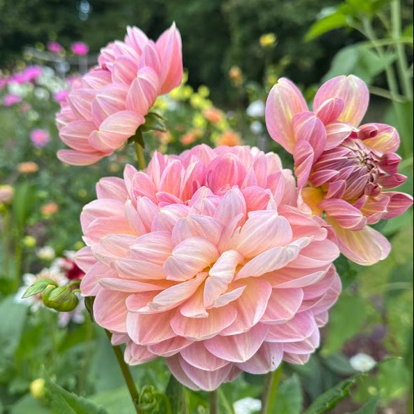 Dahlia Hapet Old Charm