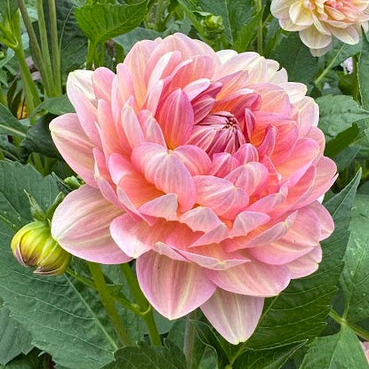 Dahlia Hapet Old Charm Svenskodlad