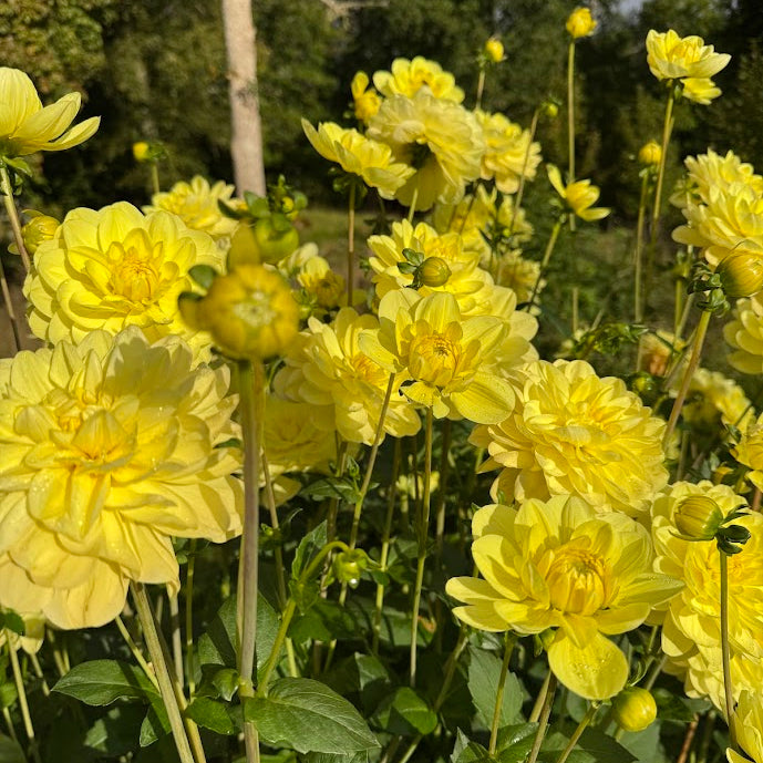 Dahlia Glory of Heemstede