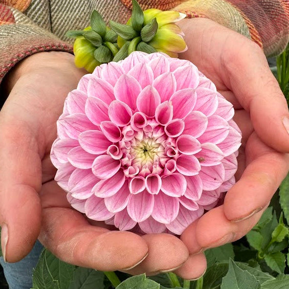 Dahlia Marshmellow Baby