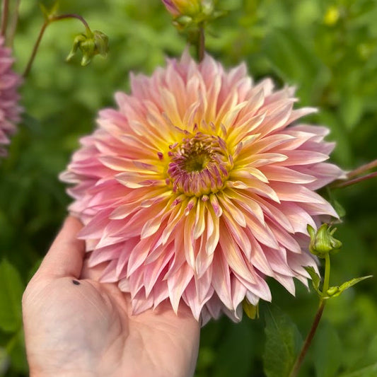 Dahlia Tom Pouce Nyhet!