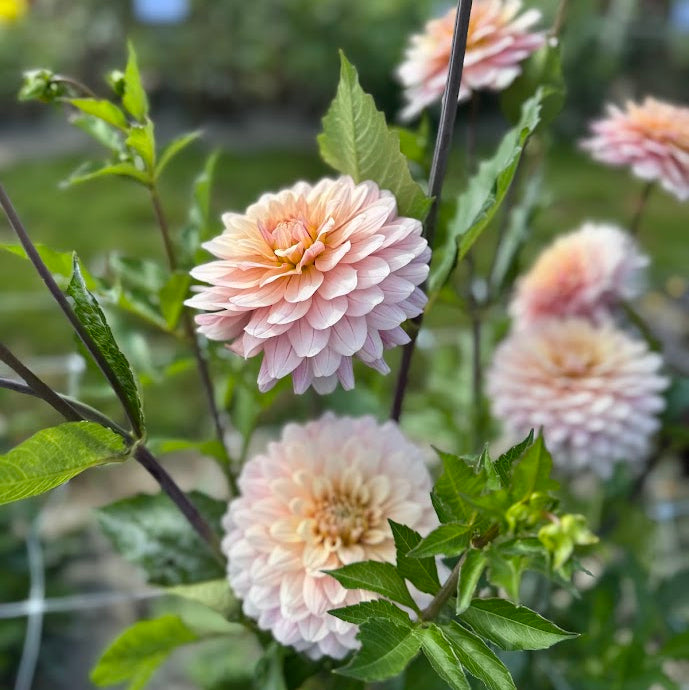 Dahlia Glossy Olivia (Annika)