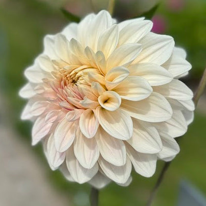 Dahlia Glossy Carlita Nyhet!