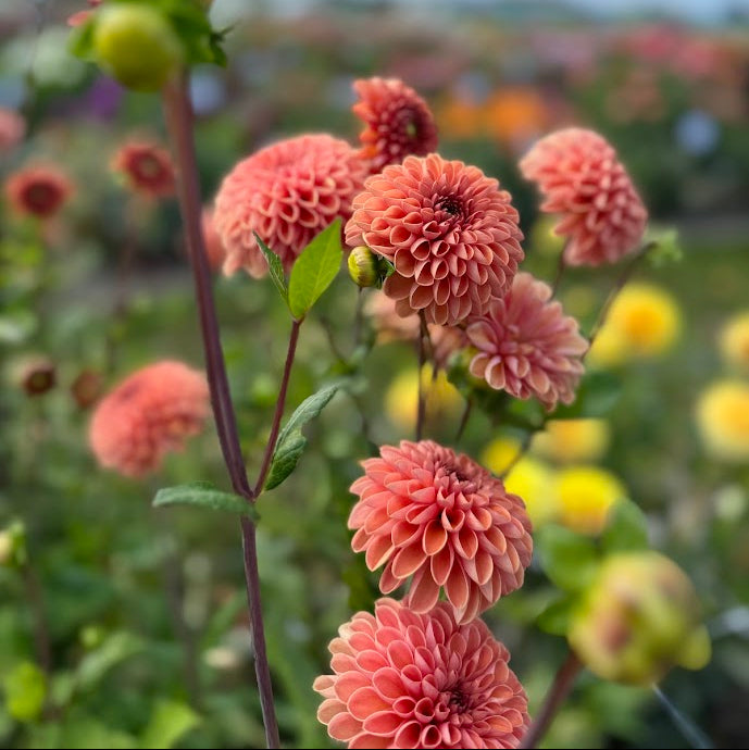 Dahlia Bestseller utgår!