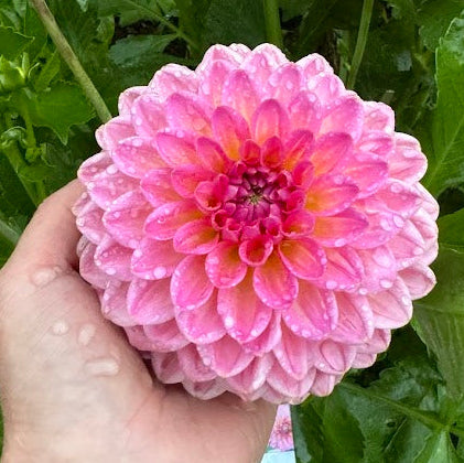 Dahlia Pink Suffusion