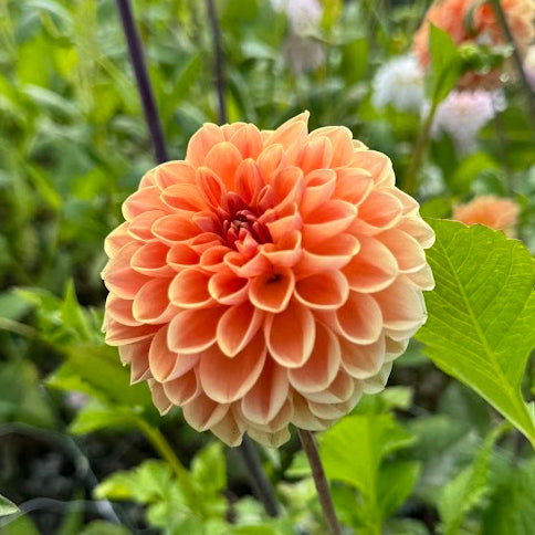 Dahlia Apricona Utgår!