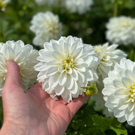 Dahlia Polar Ice