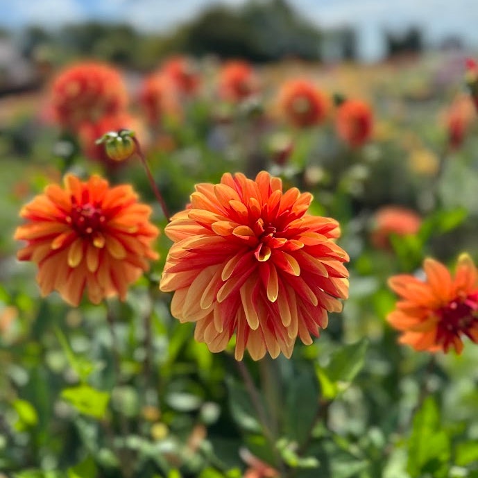 Dahlia Japolu Nyhet!
