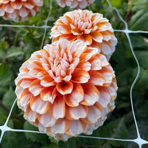 Dahlia Tangerine Dream