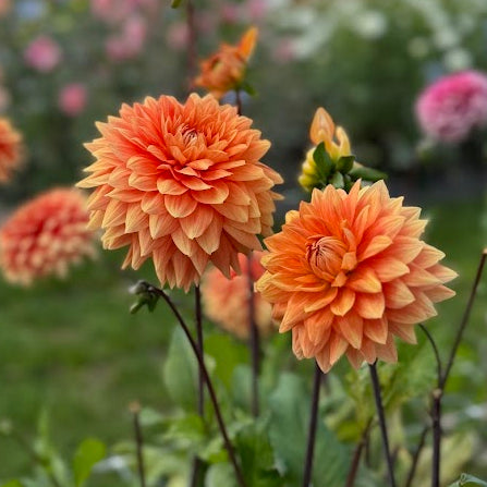 Dahlia Salmonette