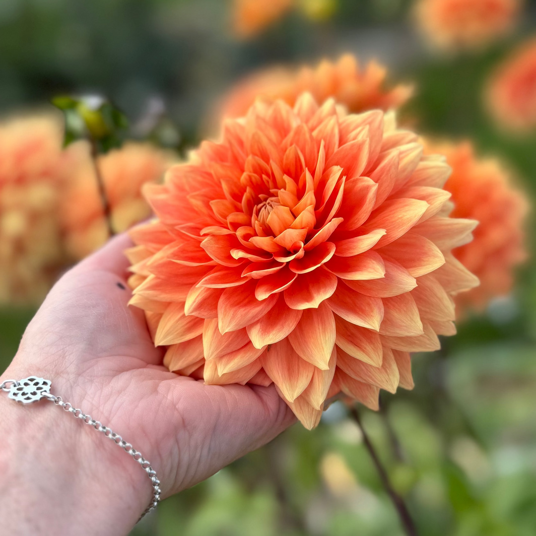 Dahlia Salmonette