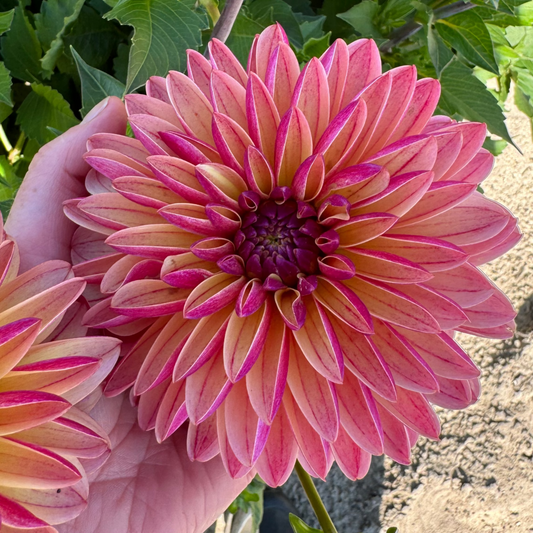 Dahlia Madame Antoinette Nyhet!