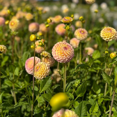 Dahlia Hapet Combo Nyhet!