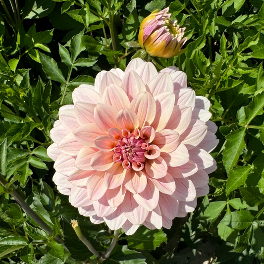 Dahlia Glossy Olivia (Annika) Nyhet!