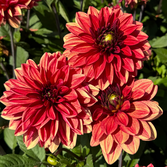 Dahlia Glossy Maracana Nyhet!