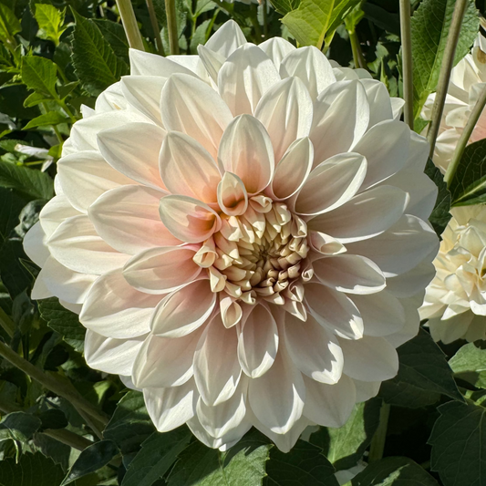 Dahlia Glossy Carlita Nyhet!
