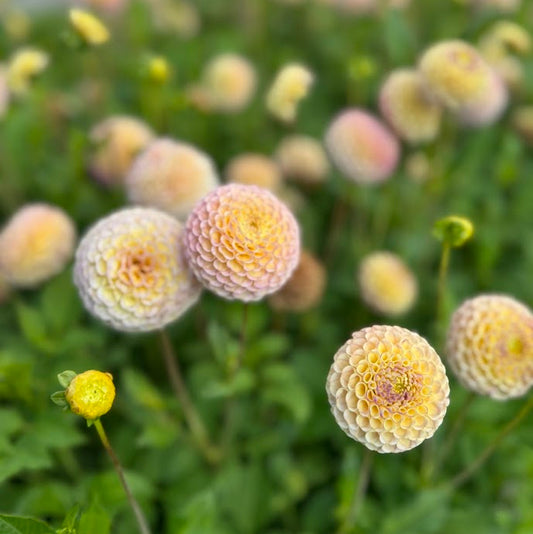 Dahlia Hapet Combo Nyhet!