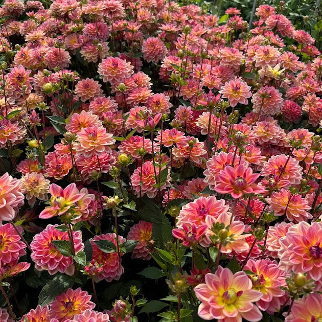 Dahlia Pacific View